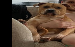 Mixed Breed dogs for sale: Mr bear  - Image 2