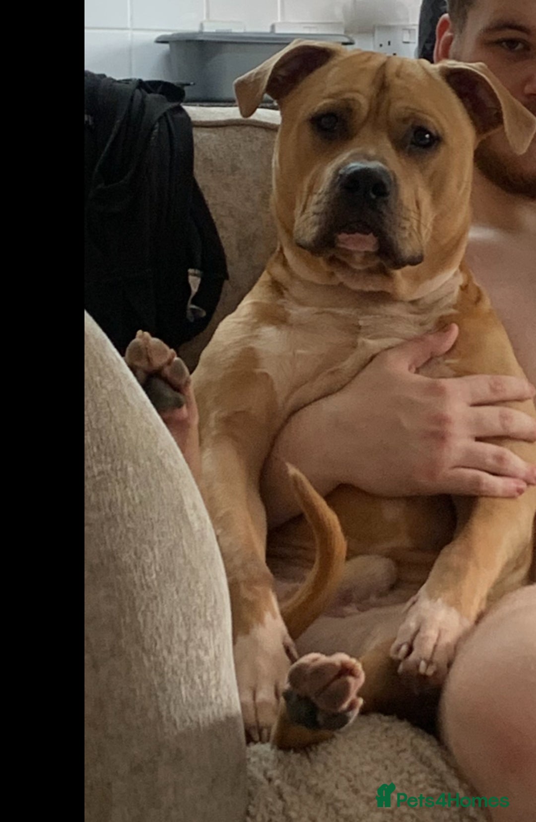 Mixed Breed dogs for sale: Mr bear  - Image 2