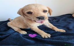 Labrador Retriever dogs for sale: Black/red Labrador pups - Image 4