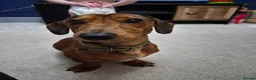 Miniature Dachshund dogs for sale: 2 year old male dachshund - Advert 1