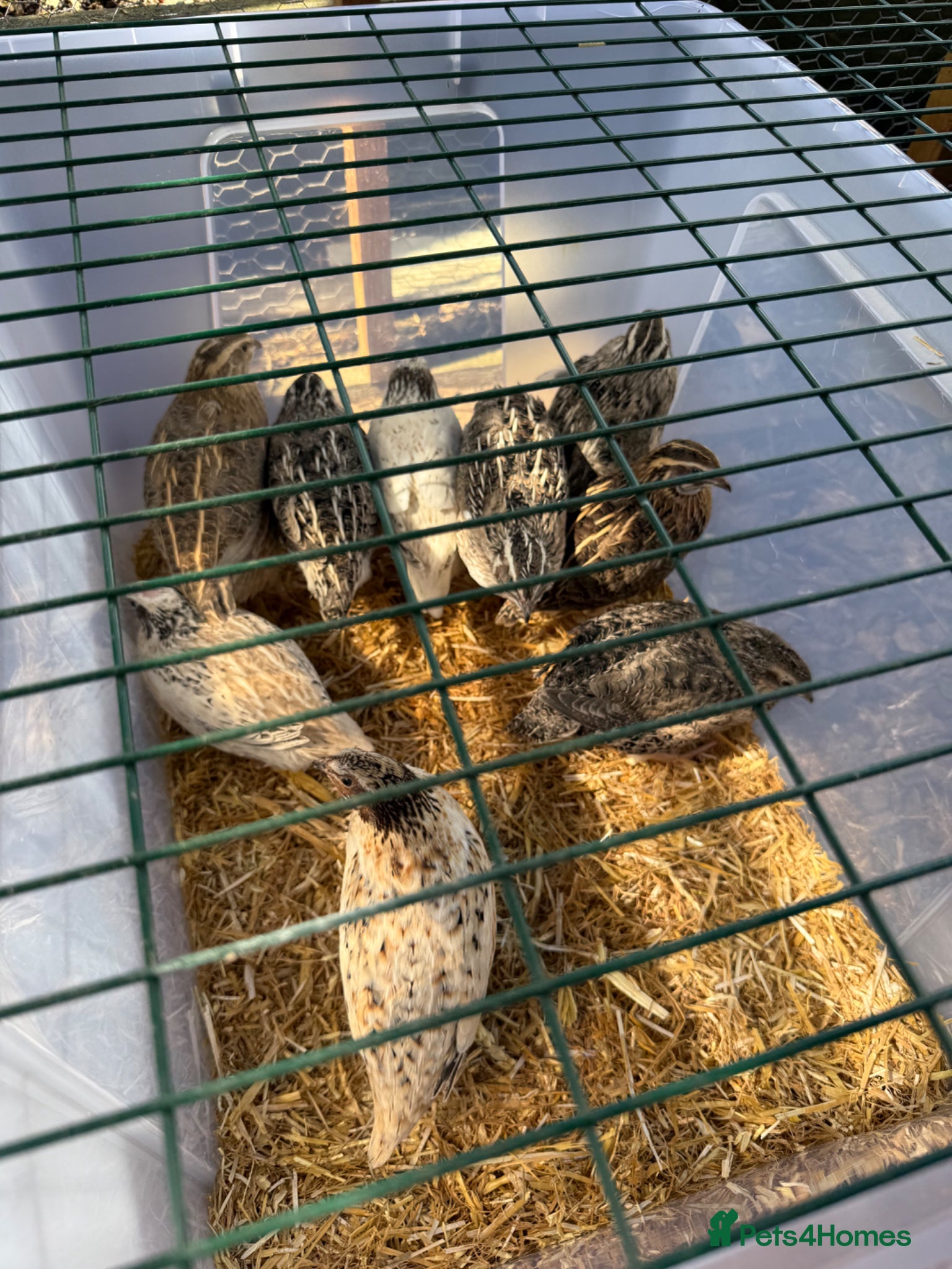 Quail poultry Coturnix Quail 9x females 3x male - Advert 1