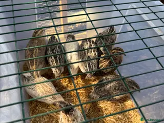 Quail poultry Coturnix Quail 9x females 3x male - Advert 8