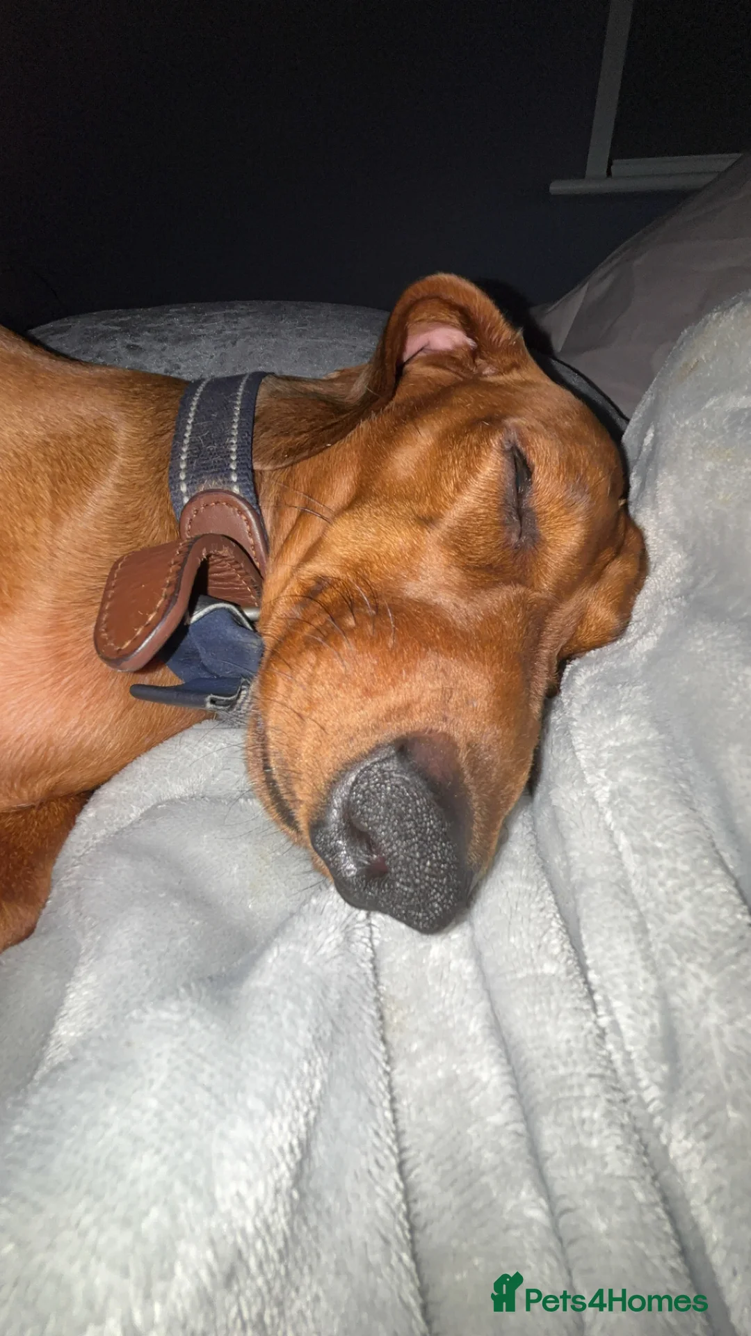 Dachshund dogs for sale: Red pedigree Dachshund  - Advert 2