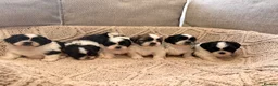 Shih Tzu dogs for sale: Beautiful Home reared Shih Tzu Puppies - Advert 16