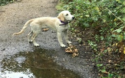 Golden Retriever dogs for sale: Fully vaccinated championline puppies in London - Image 5