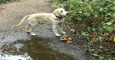 Golden Retriever dogs in London - Advert 8