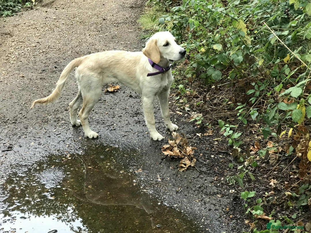 Golden Retriever dogs for sale: Fully vaccinated championline puppies in London - Image 5