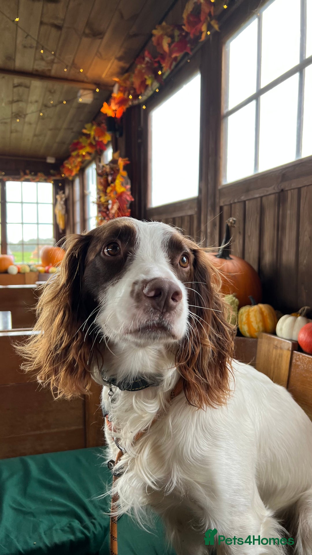 English Springer Spaniel dogs for stud: Jerry - KC Registered English Springer Spaniel  - Advert 23