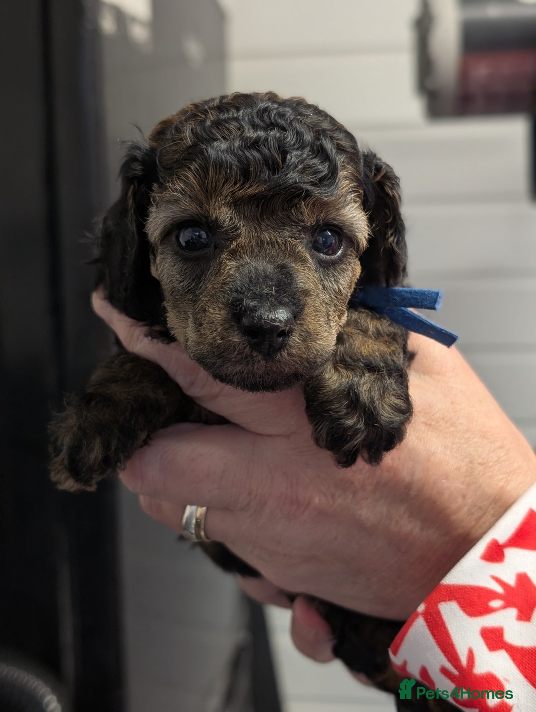 Toy Poodle dogs for sale: Sable toy poodle READY NOW - Advert 3