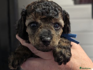 Toy Poodle dogs Sable/augoti toy poodle - Advert 8