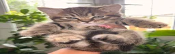 Mixed Breed cats for sale: 🐾 Scottish Straight x British Shorthair Kittens - Advert 2