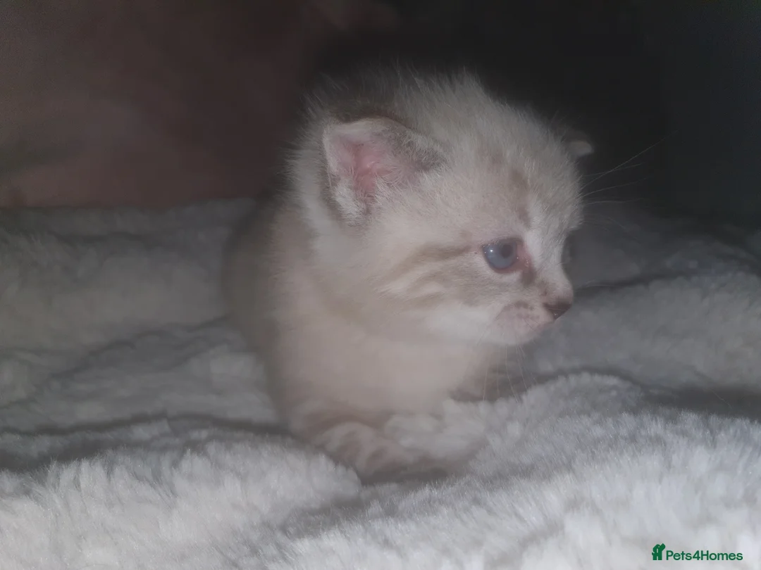 Ragdoll cats for sale: Beautiful white and grey ragdoll kitten - Advert 2