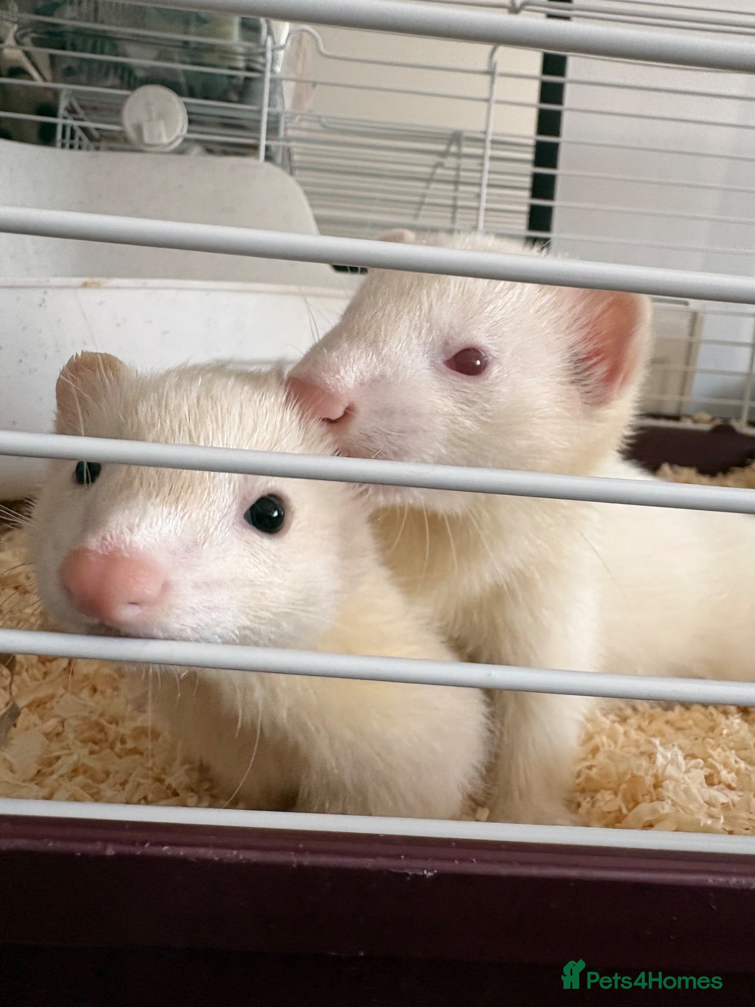 Ferret rodents Male and female ferrets  - Advert 1