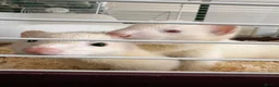 Ferret rodents for sale: Male and female ferrets  in Sunderland - Advert 1