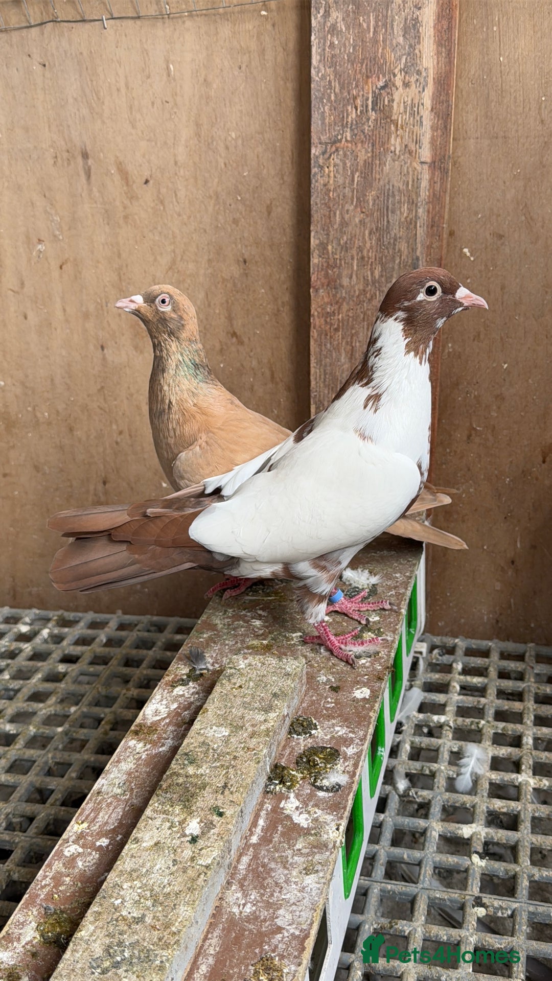 Pigeons birds for sale: Pigeons in Manchester - Image 17