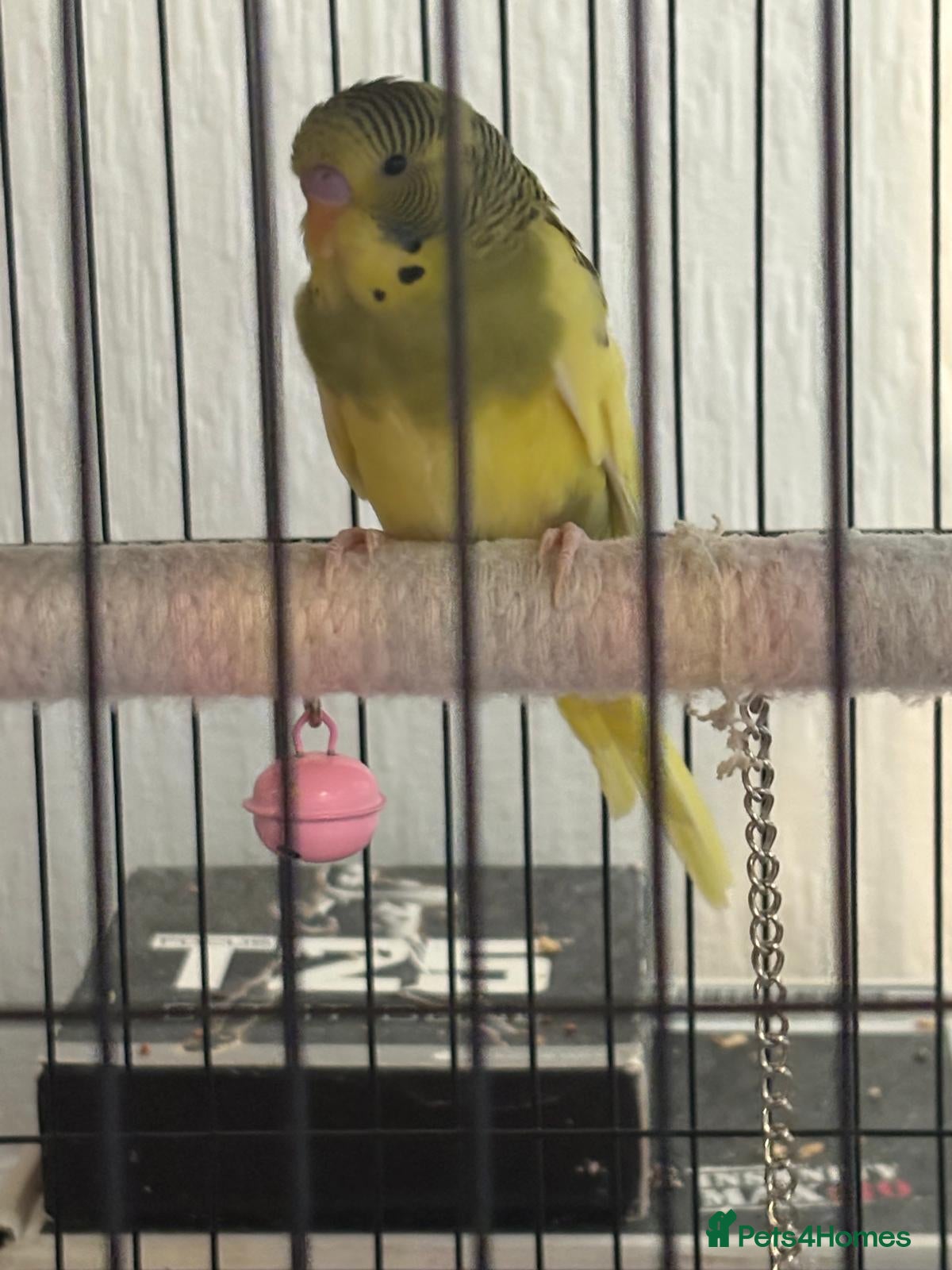 Budgerigars birds Budgies for sale - Advert 1