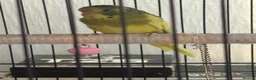 Budgerigars birds for sale: Budgies for sale - Advert 4
