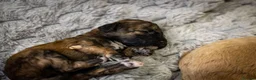 Mini Goldendoodle dogs for sale: Mini Goldendoodles - Advert 11