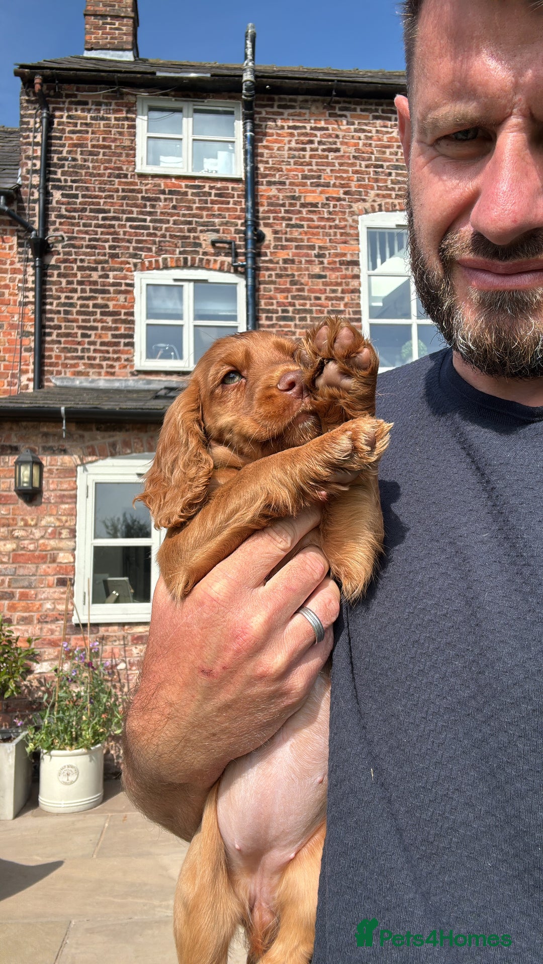 Cocker Spaniel dogs for sale: Ready to leave - Champion bred working cocker pups - Image 9