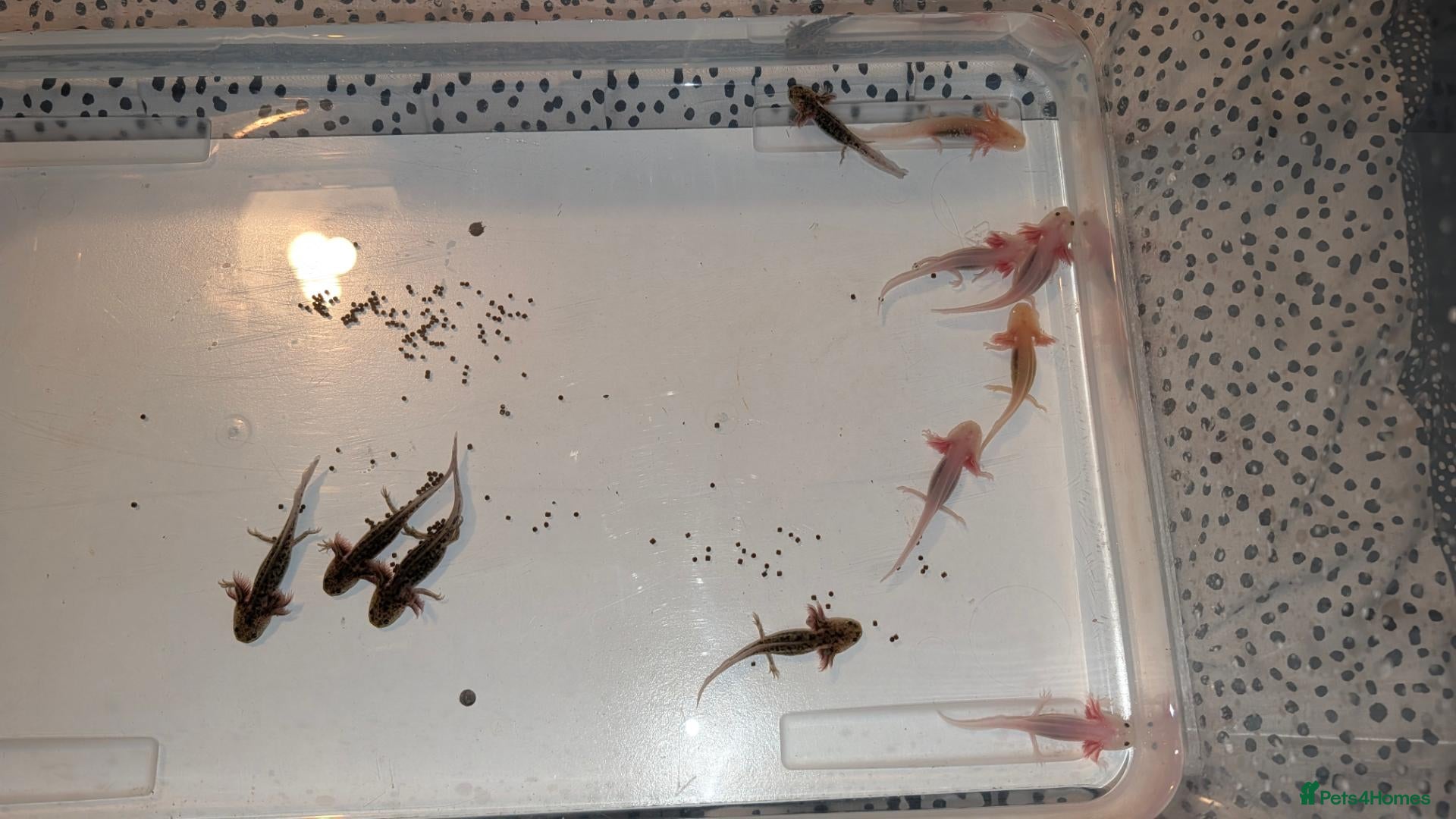 Axolotl reptiles for sale: Mixed Axolotl Babies - Advert 16