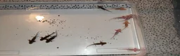 Axolotl reptiles for sale: Mixed Axolotl Babies in Welshpool - Advert 1