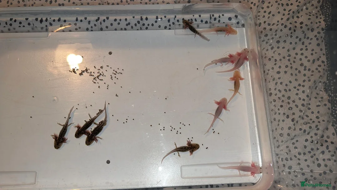 Axolotl reptiles for sale: Mixed Axolotl Babies in Welshpool - Advert 1