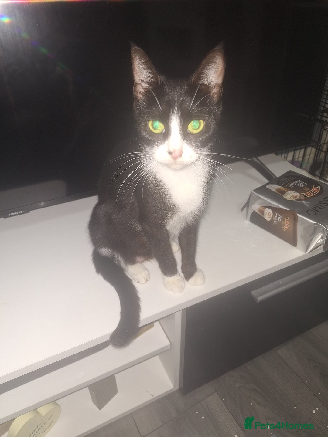 Domestic Shorthair cats for sale: Stunning kittens for sale. - Advert 4