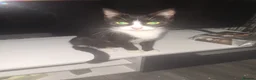 Domestic Shorthair cats for sale: Stunning kitten for sale *1 GIRL LEFT* - Advert 4