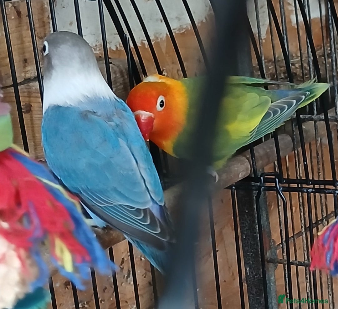 Lovebirds birds for sale: Lovebirds fischers x4 fischers lovebirds  - Image 7