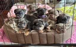 Frug dogs for sale: Frug puppies *only 2 left!* 🩵 - Image 2