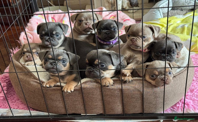 Frug dogs - Advert 4