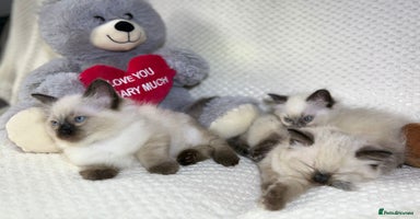 Ragdoll cats - Advert 7