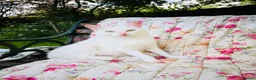 Mixed Breed cats for sale: *READY NOW* 5 Beautiful, Confident Kittens - Advert 36