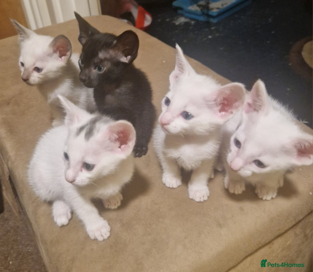 Mixed Breed cats for sale: Kittens  - Image 2