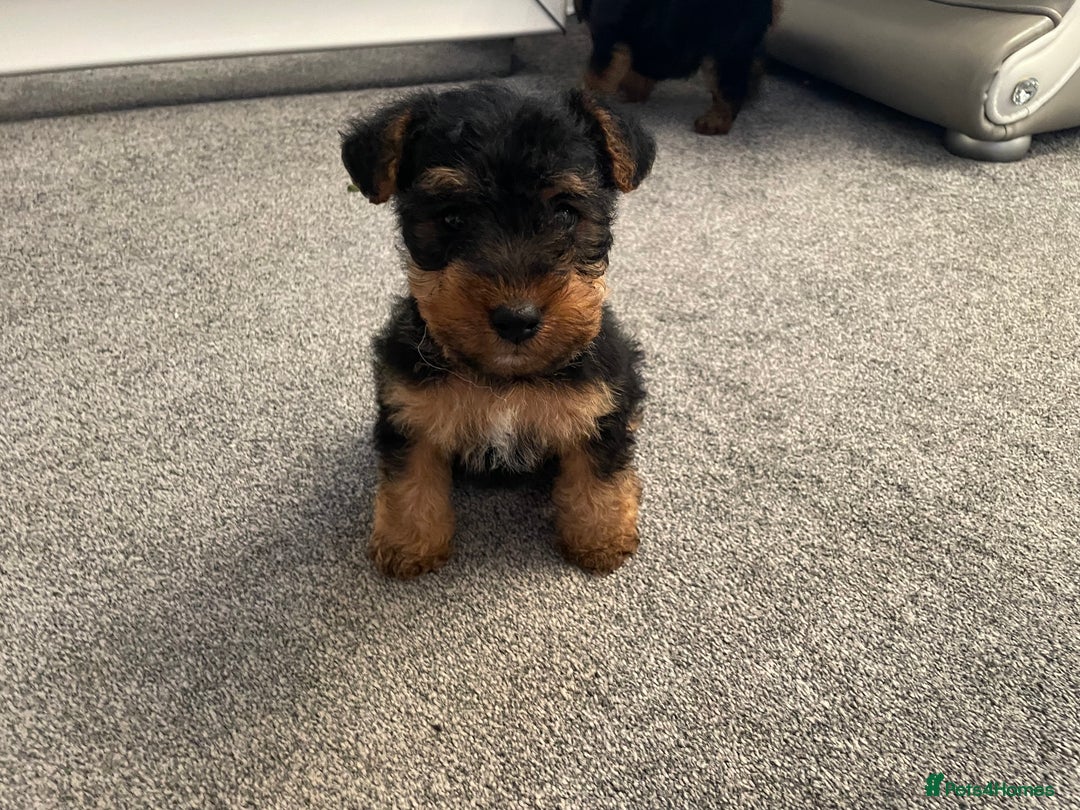 Welsh Terrier dogs for sale: Welsh terrier Puppies - Image 5