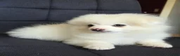 Pomeranian dogs for sale: Beautiful pomeranian  puppies ready to go - Advert 3