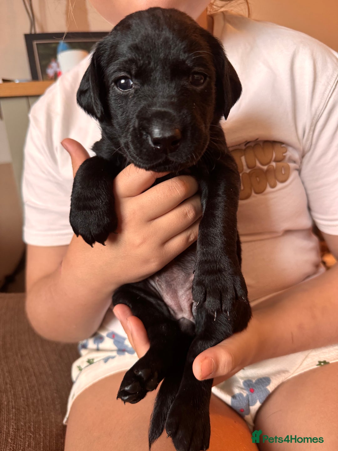 Springador dogs for sale: Springador puppies - Image 4