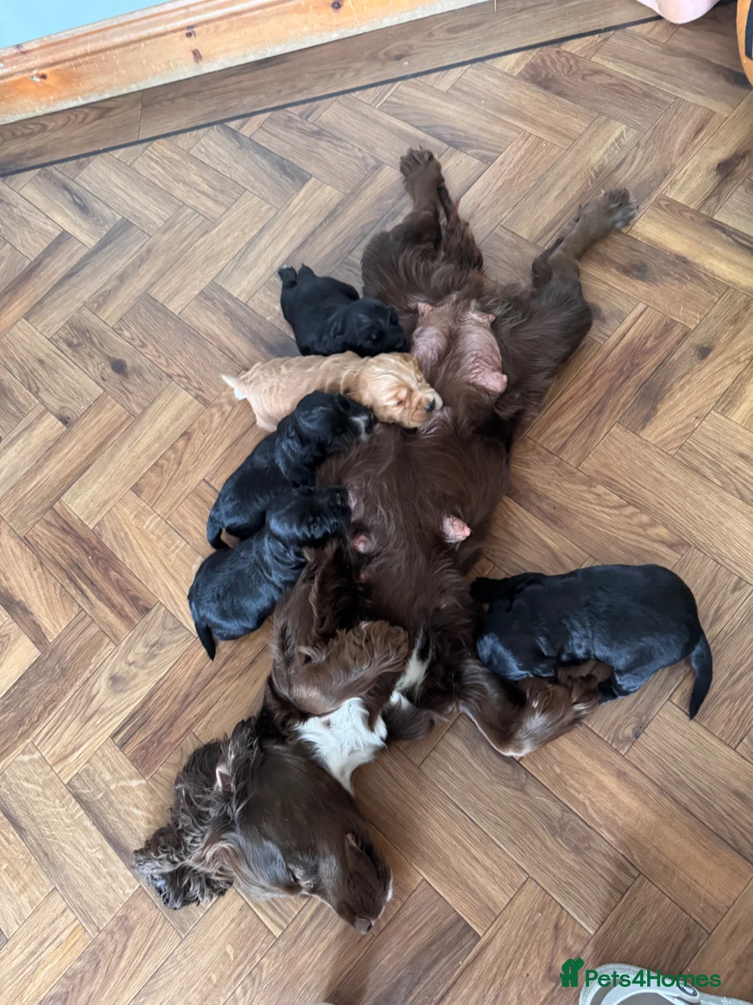 Cocker Spaniel dogs for sale: Cocker spaniel Puppies - Advert 2