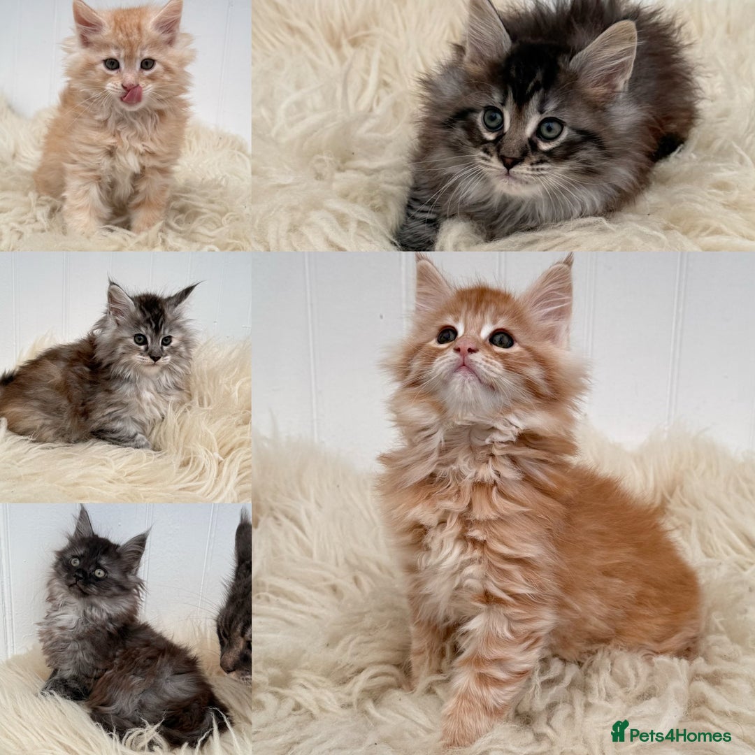 Maine Coon cats for sale: All the kittens sold! 2 red from another Queen ava - Advert 1