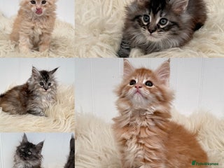 Maine Coon cats All the kittens sold! 2 red from another Queen ava - Advert 15