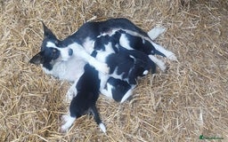 Border Collie dogs for sale: Tri-Colour Border Collie Puppies for New Homes - Image 3
