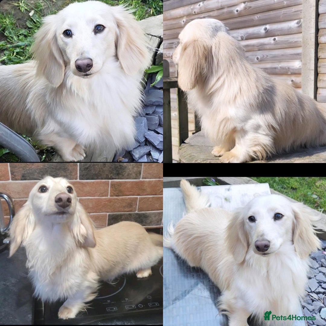 Miniature Dachshund dogs for sale: KC Registered Cream Long Hair Miniature Dachshunds - Advert 12
