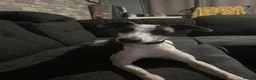 Whippet dogs for sale: Whippet for sale - Advert 2