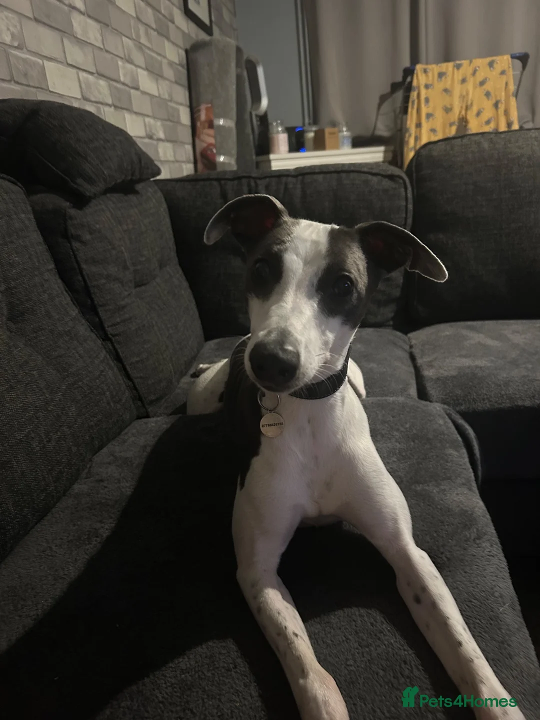 Whippet dogs for sale: Whippet for sale - Advert 2