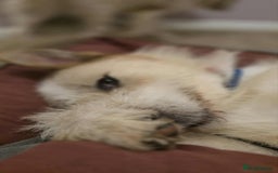 Mixed Breed dogs for adoption: Hershey ( and brother Harley )  - Advert 7