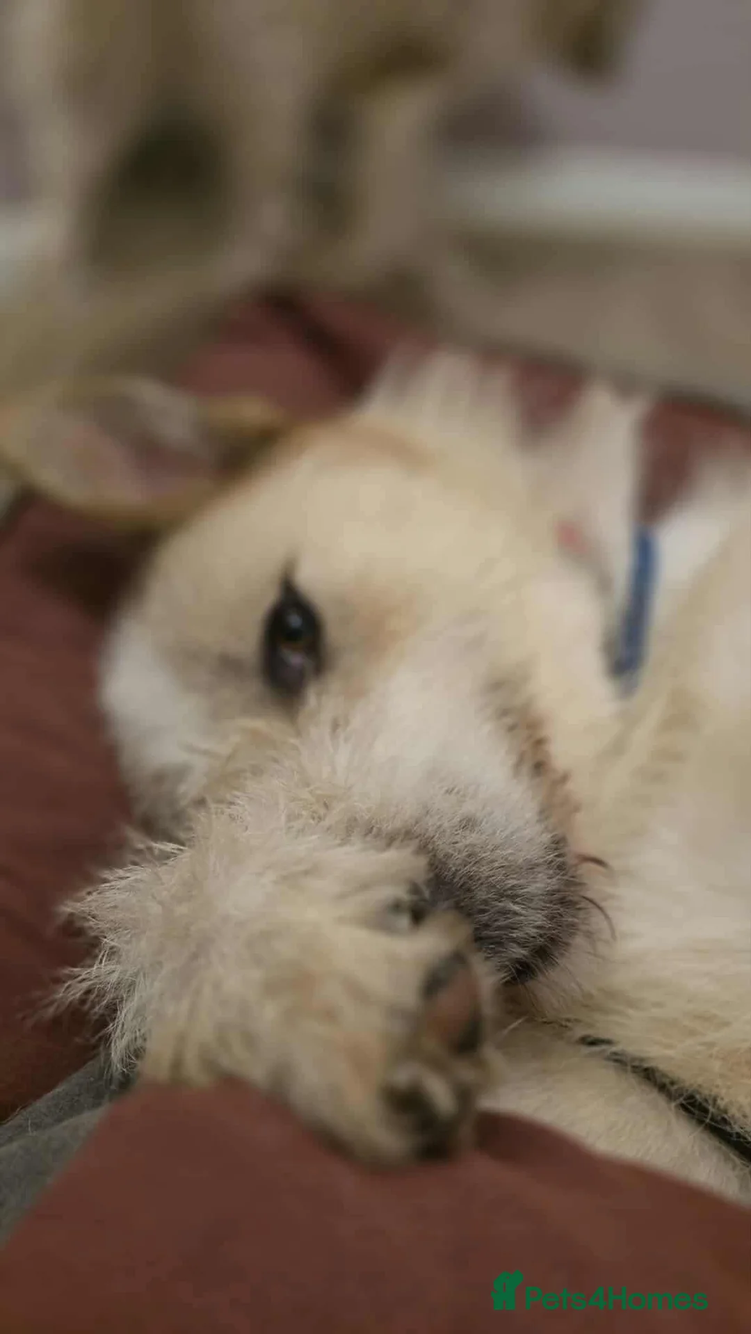 Mixed Breed dogs for adoption: Hershey ( and brother Harley )  - Advert 7