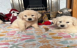 Golden Retriever dogs for sale: Golden retriever puppies  - Image 17