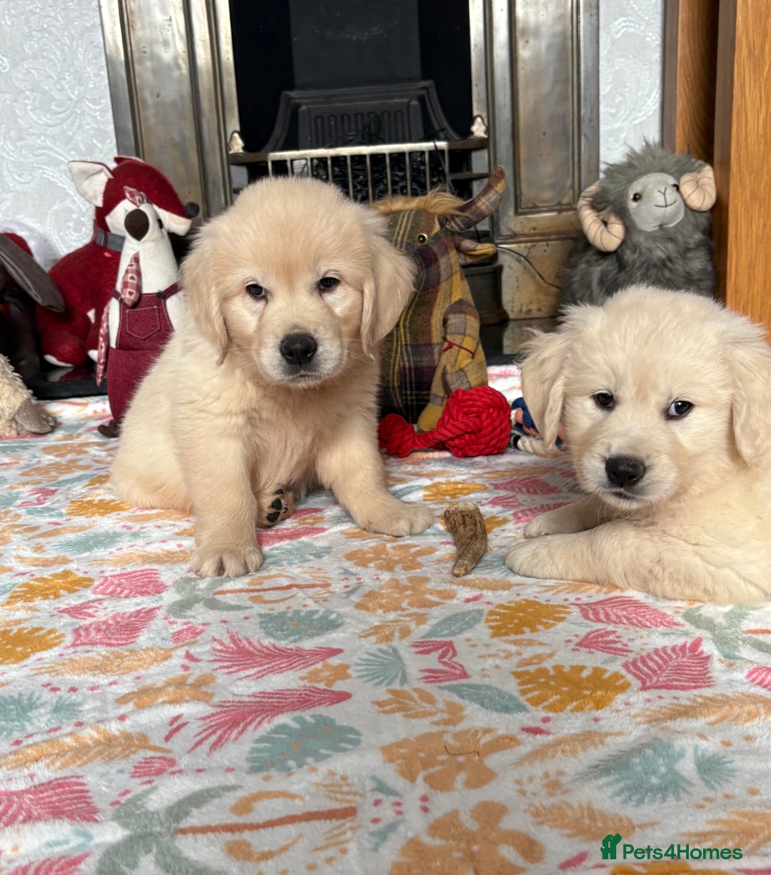 Golden Retriever dogs for sale: Golden retriever puppies  - Image 17