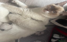 Ragdoll cats for sale: 🩵 Beautiful Ragdoll Kittens Ready at 12 Weeks! 🩵 - Image 3