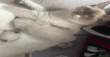 Ragdoll cats - Advert 10